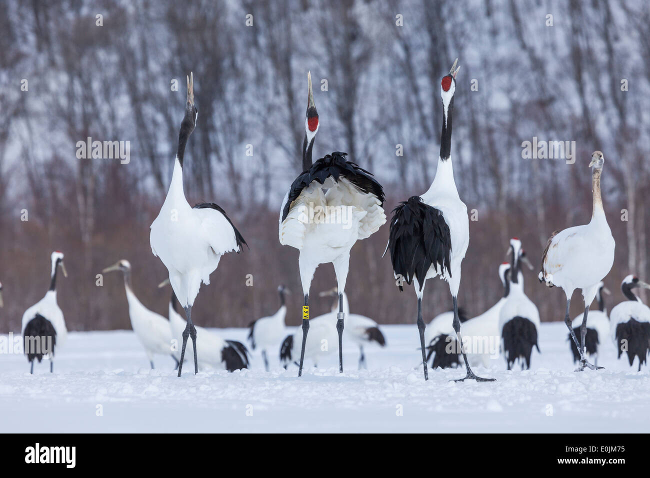Red crowned cranes Stock Photo - Alamy