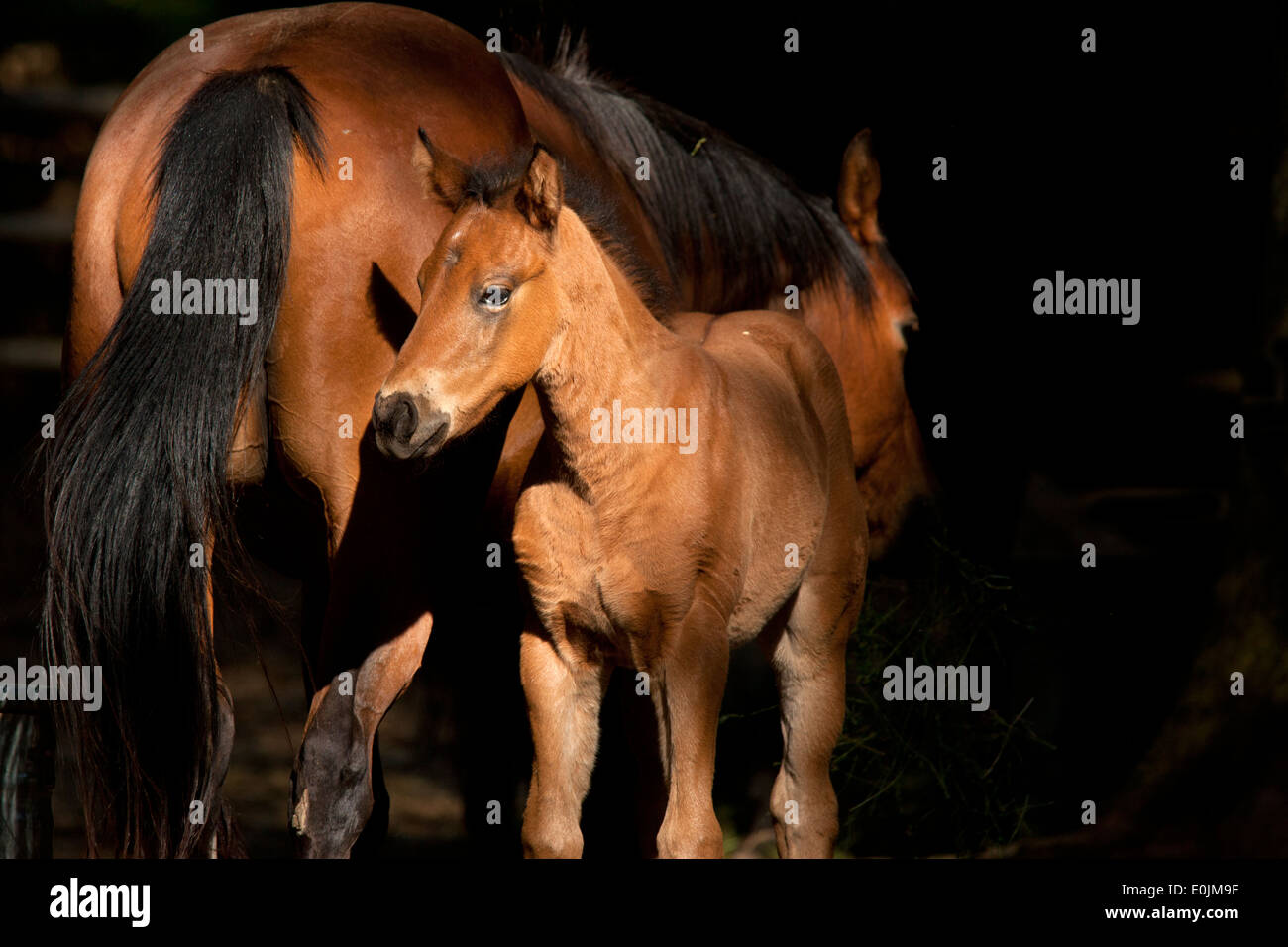 Colt next to mother. Stock Photo