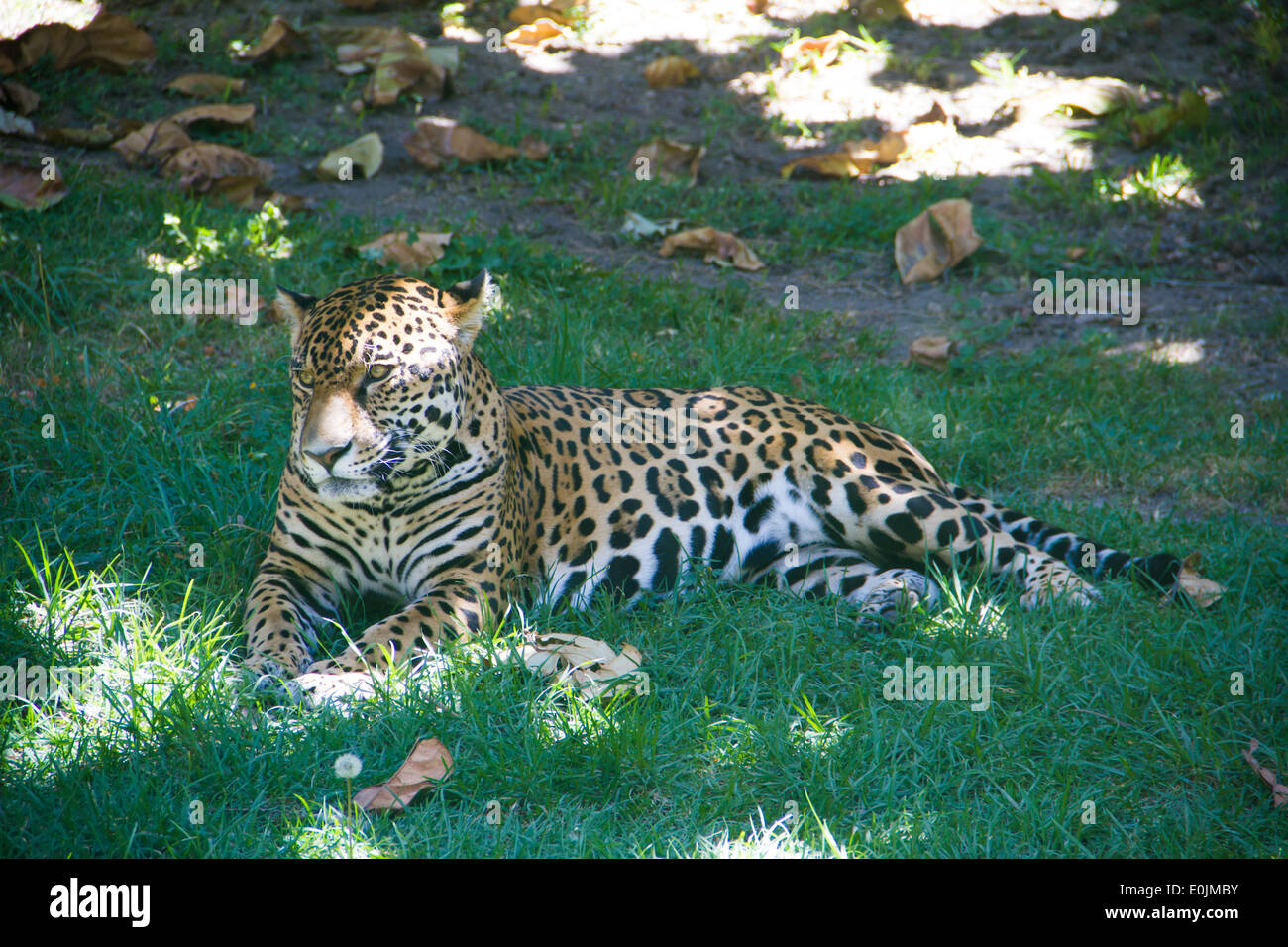 Jaguar lying on the grass. Stock Photo