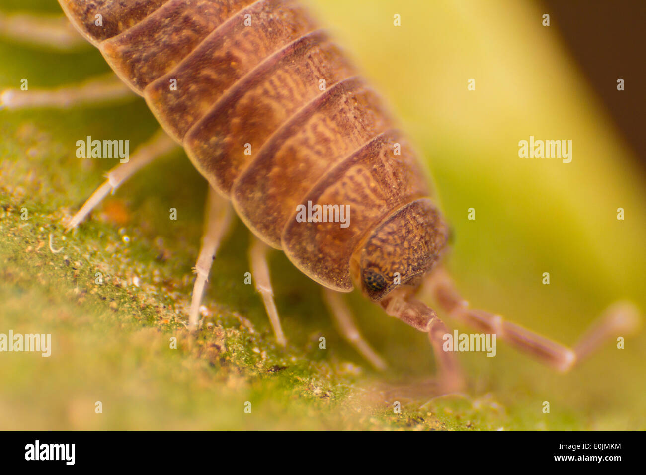 Cheesy bug hires stock photography and images Alamy