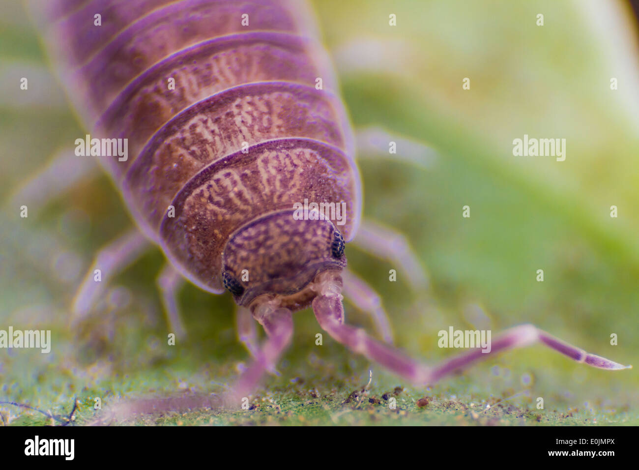 Cheesy bug hires stock photography and images Alamy