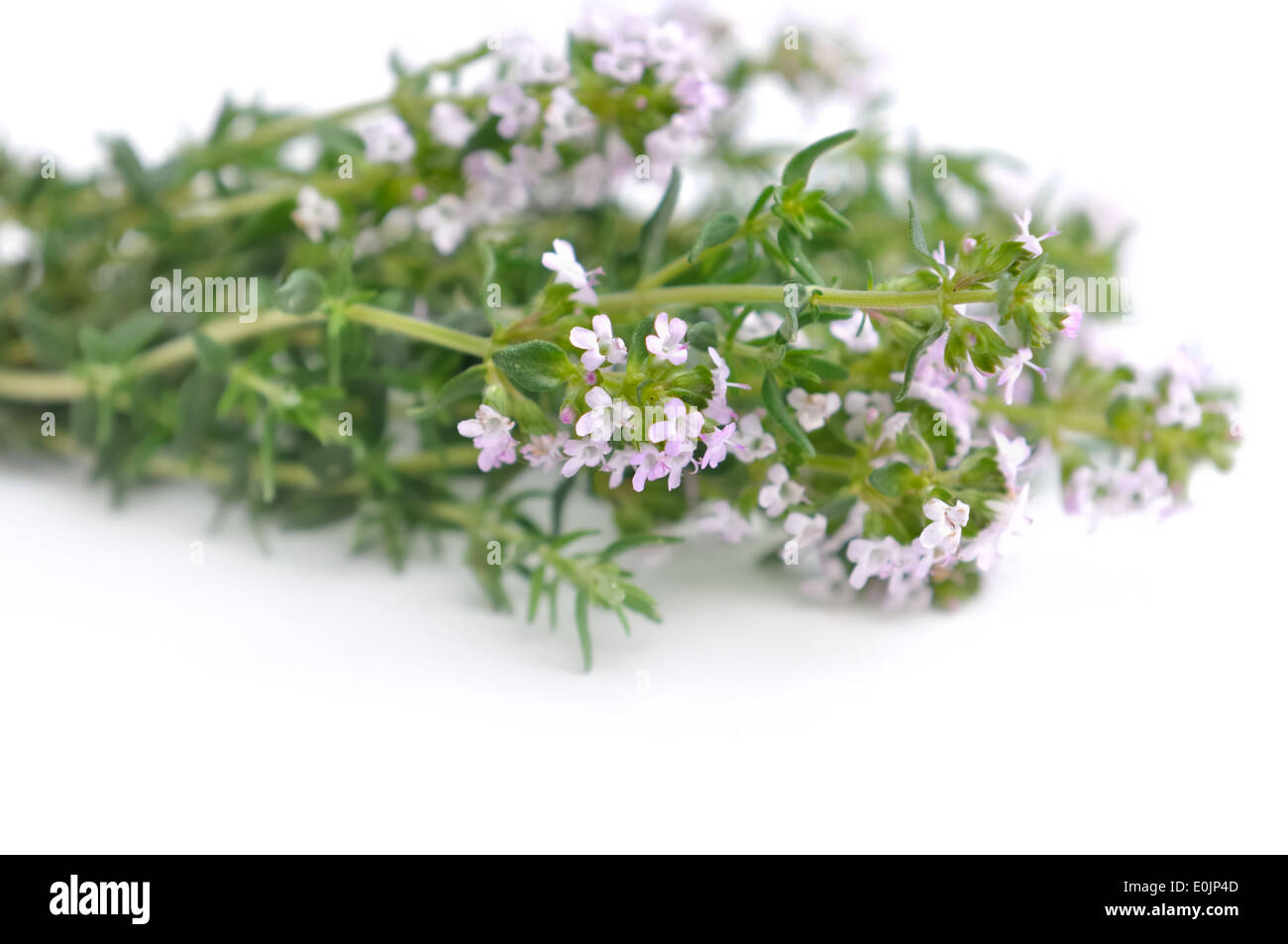 pretty bouquet of thyme flowers on white background Stock Photo