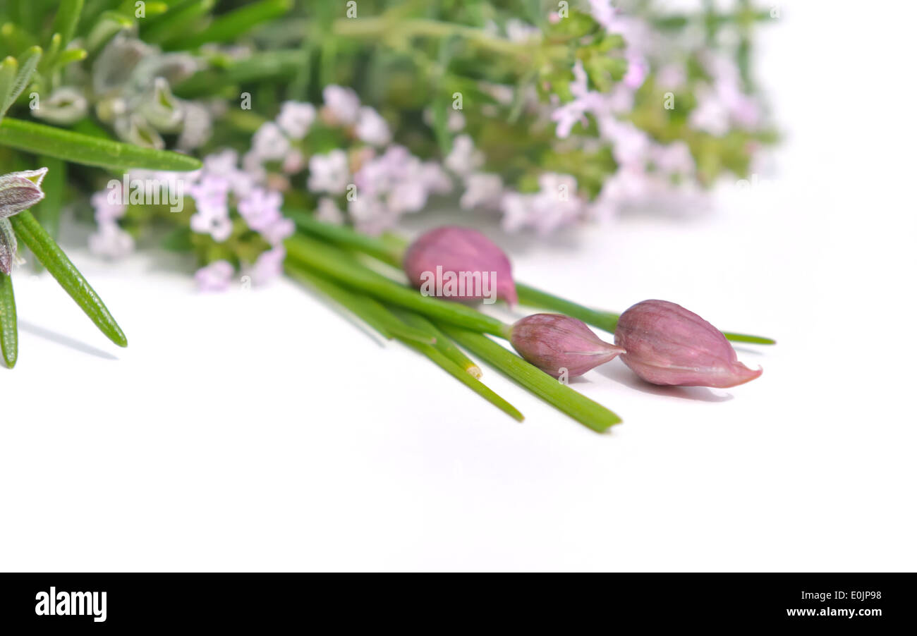 chives in bud with thyme and rosemary flowers on white background Stock Photo