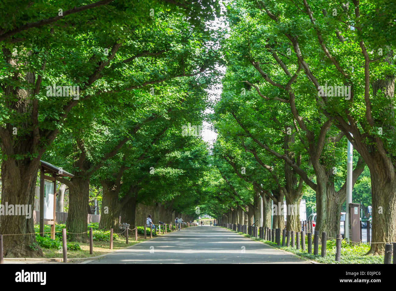 Gingko trees in Tokyo, Japan Stock Photo Alamy