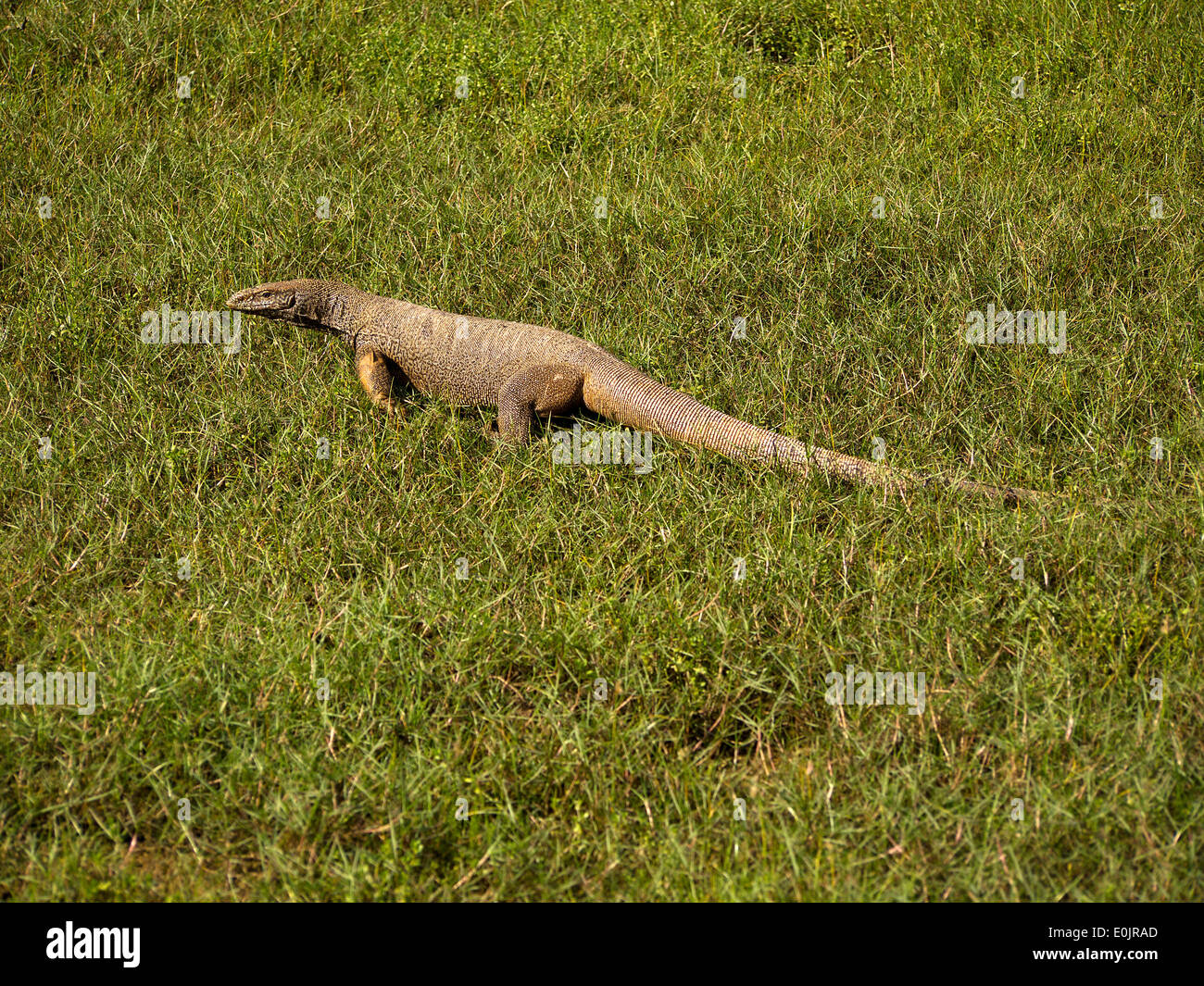 Animal Varan Reptile High Resolution Stock Photography and Images - Alamy