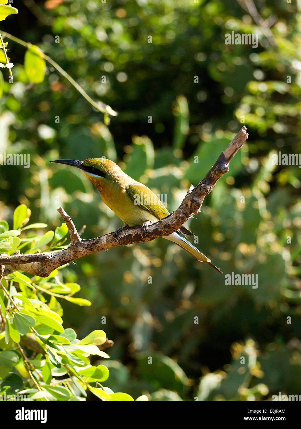 Beautiful green bird sits on a tree Stock Photo