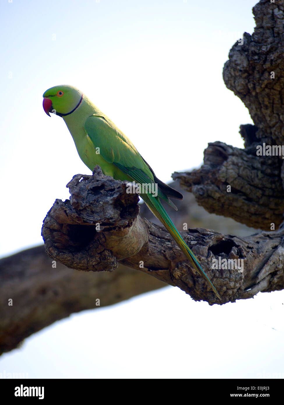 Green parrot sitting on a tree in a national park Stock Photo