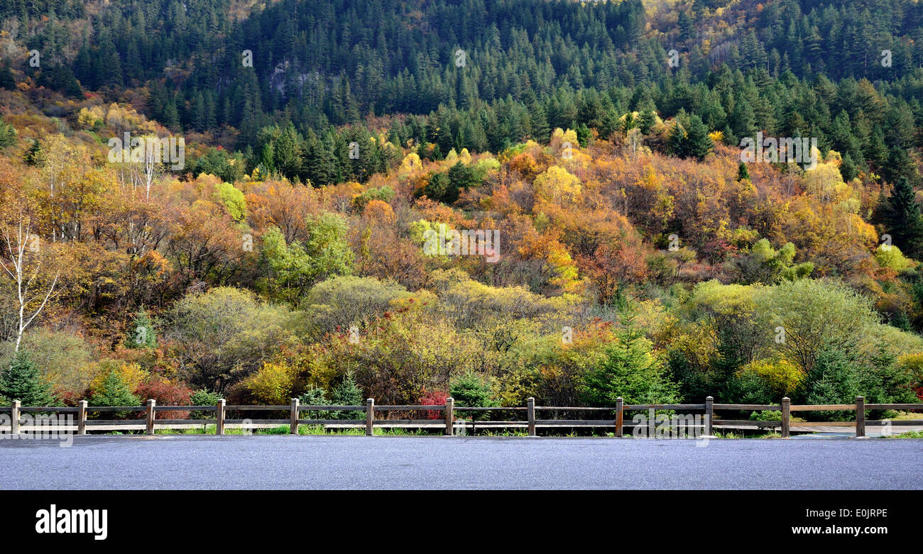 Colourful autumn plant hi-res stock photography and images - Alamy
