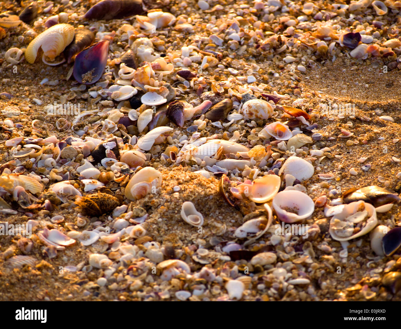 Colorful shells in the sand at the beach Stock Photo - Alamy