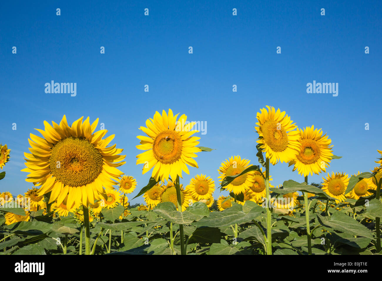 Sunflower fields in Niigata Prefecture, Japan Stock Photo