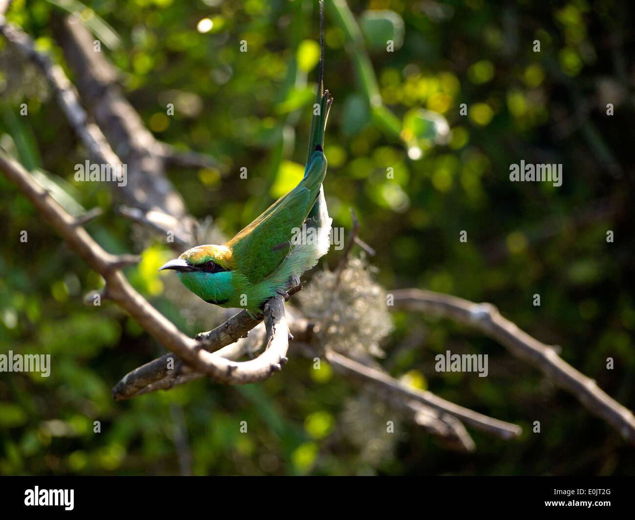 Beautiful green bird at the national park in Bundala, Sri Lanka Stock Photo