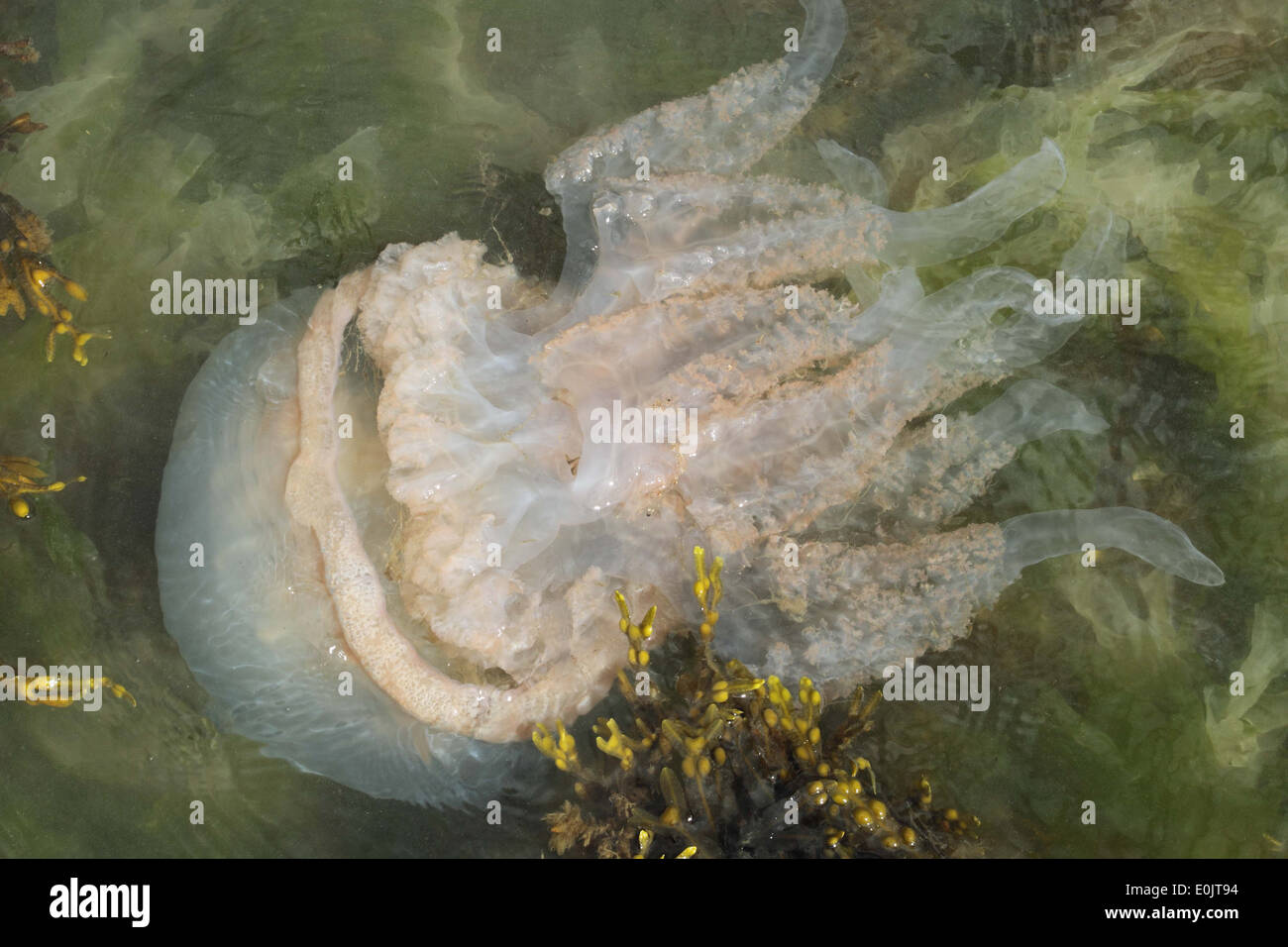 Rhizostoma pulmo Jellyfish, Barrel Jellyfish, Dustbin lid Jellyfish , Portland Dorset UK May Stock Photo