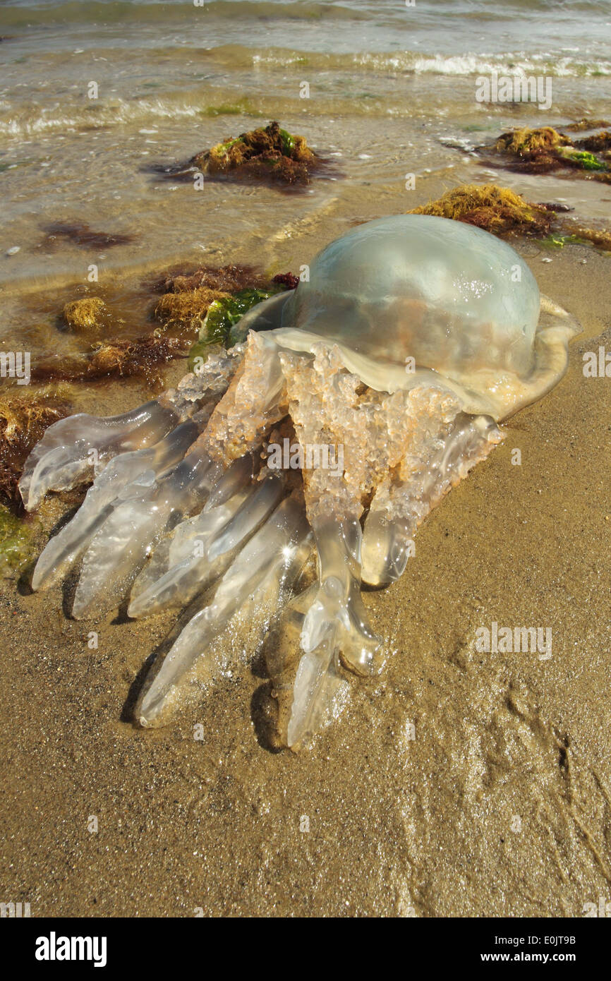 Rhizostoma octopus Jellyfish, Barrel Jellyfish, Dustbin lid Jellyfish , Portland Dorset UK May Stock Photo