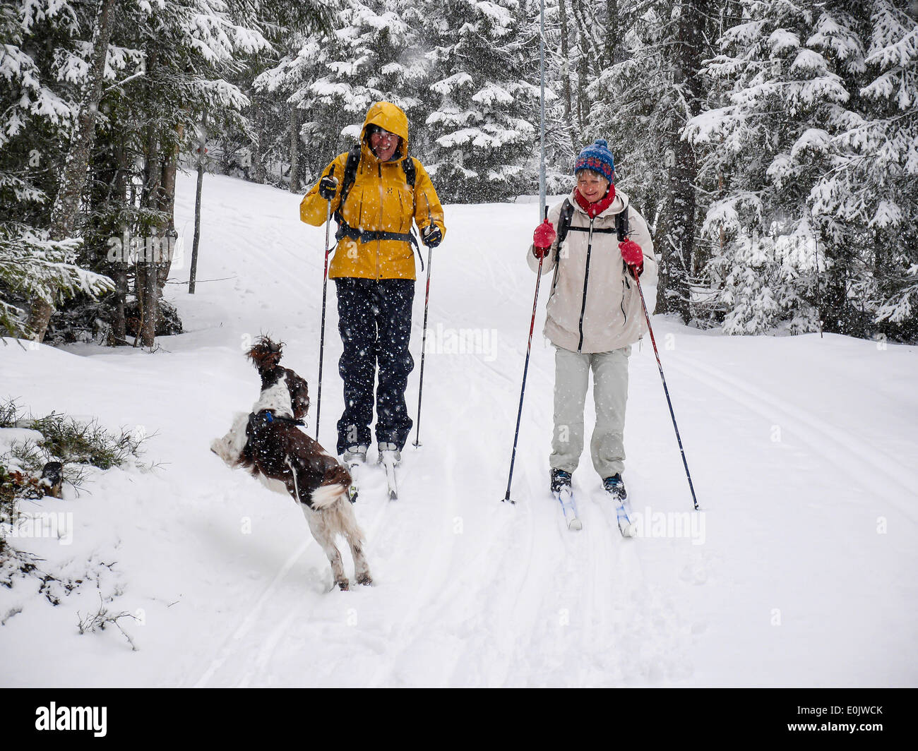 two skiers meet a jumping dog in the skitrack Stock Photo