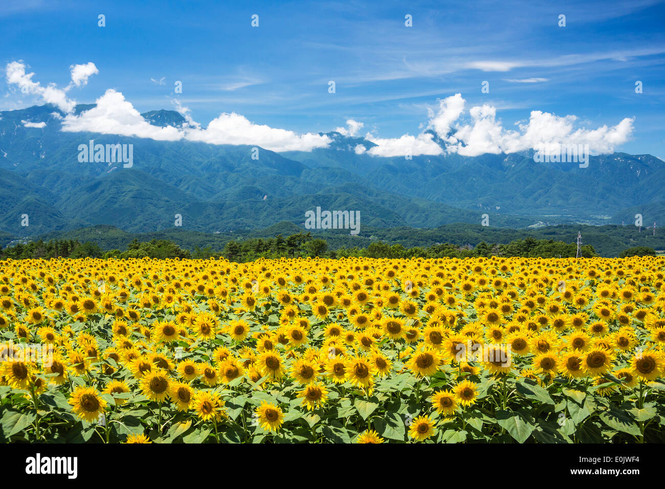 Sunflower fields in Yamanashi Prefecture, Japan Stock Photo