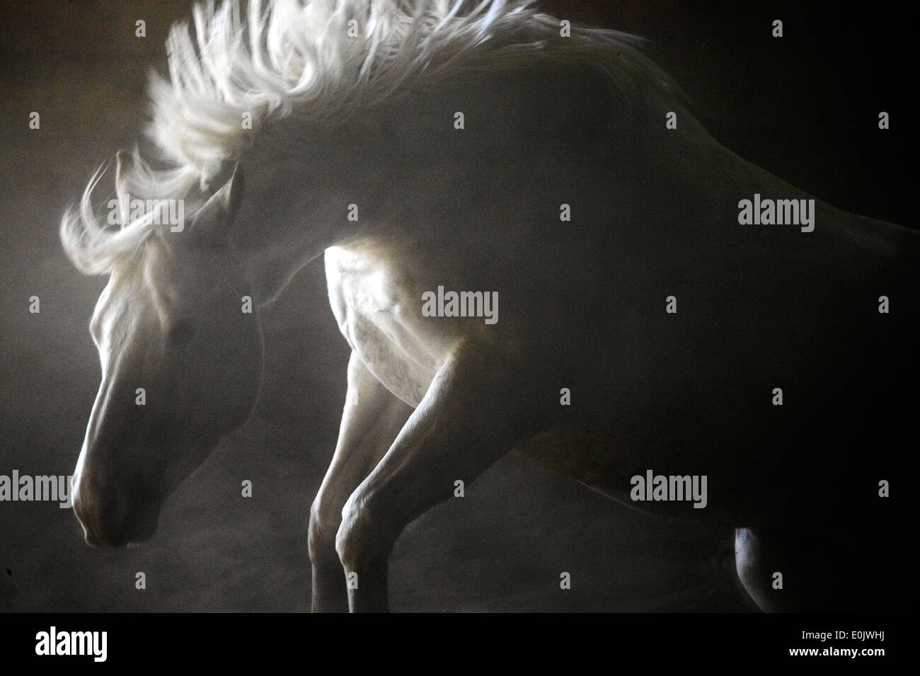 White horse backlit in riding hall, Minnesota, USA (Equus ferus) Stock Photo