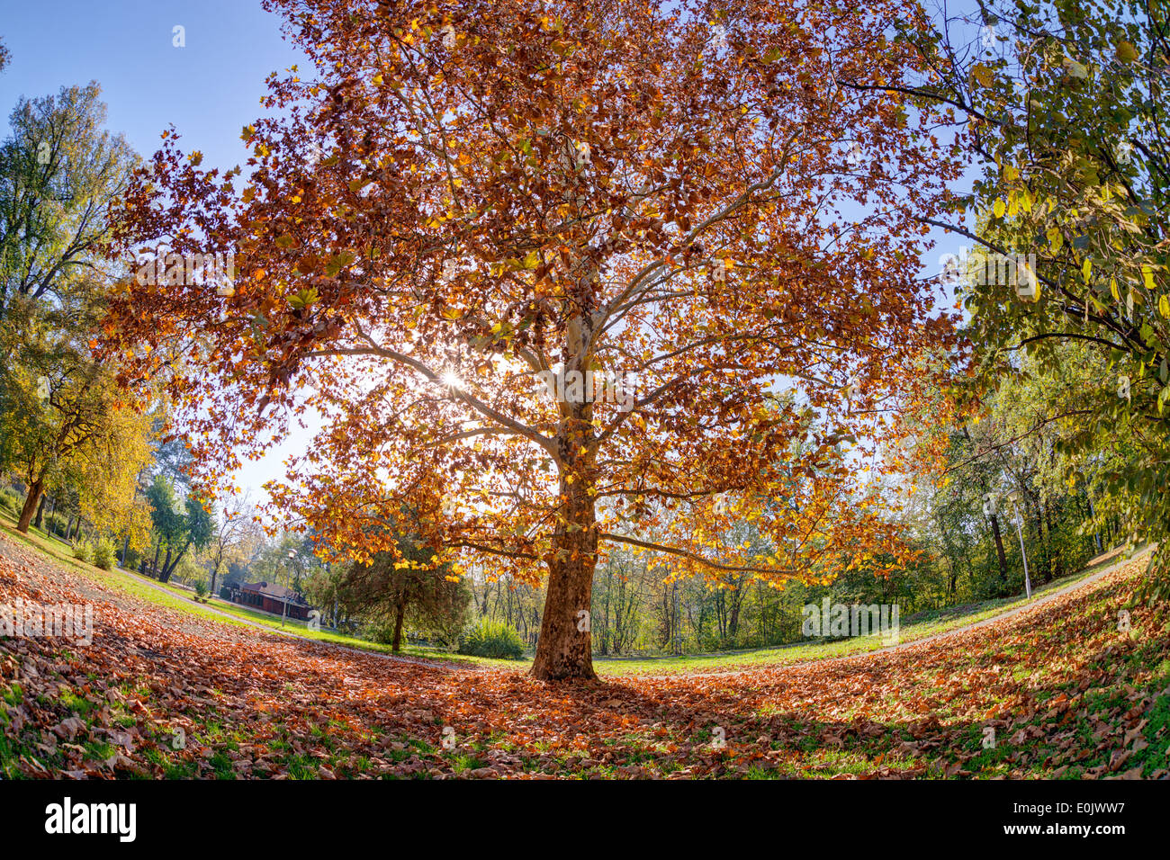 tree in the park with fallen leaves at autumn Stock Photo - Alamy