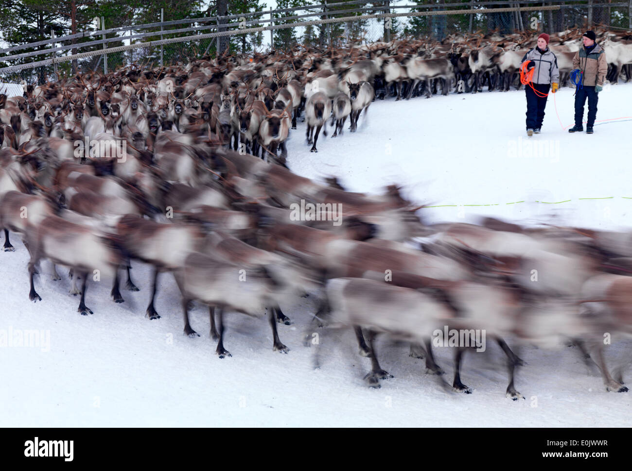 Domestic reindeer herd running, Sami, Trondelag, Norway (Rangifer tarandus) Stock Photo