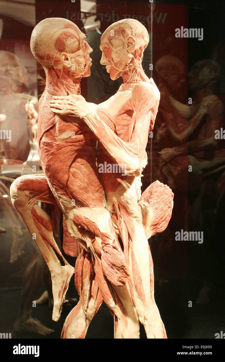 Hamburg, Germany. 14th May, 2014. Press conference of 'Body Worlds', an exhibition of preserved human bodies of developer German Anatomist Gunther von Hagens in Hamburg, Germany. Credit:  dpa picture alliance/Alamy Live News Stock Photo