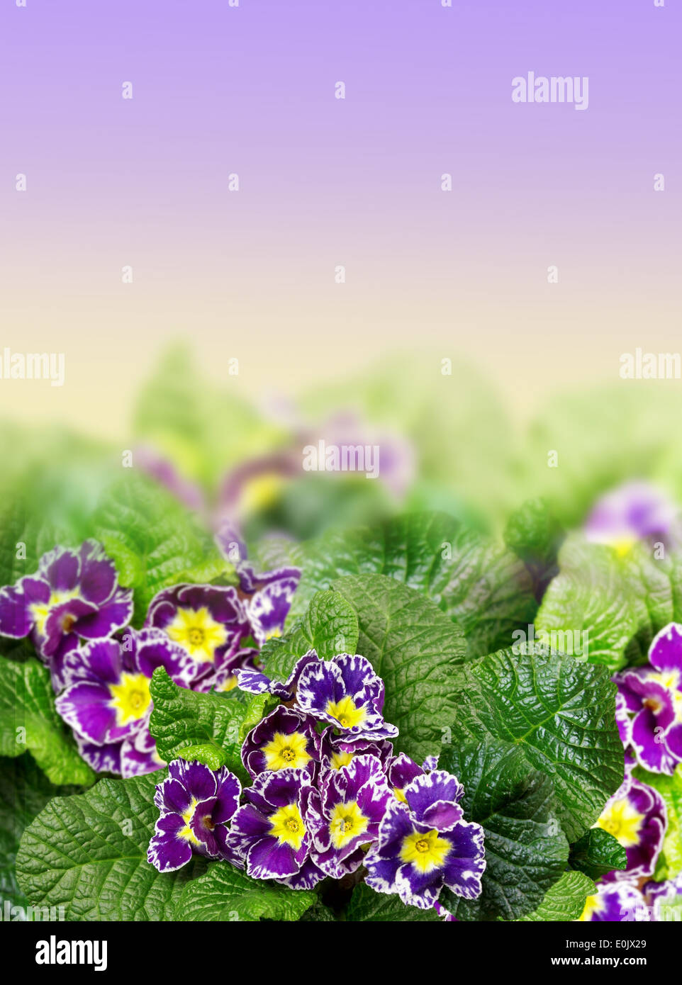 Floral Border with purple primel Stock Photo