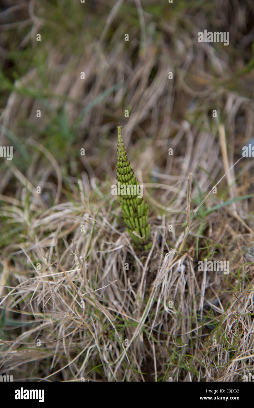 Equisetum growing near the sea in north Wales Stock Photo