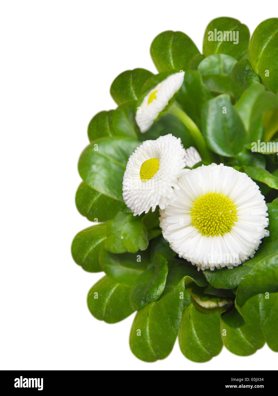 cute daisy flowers, isolated on white background Stock Photo - Alamy