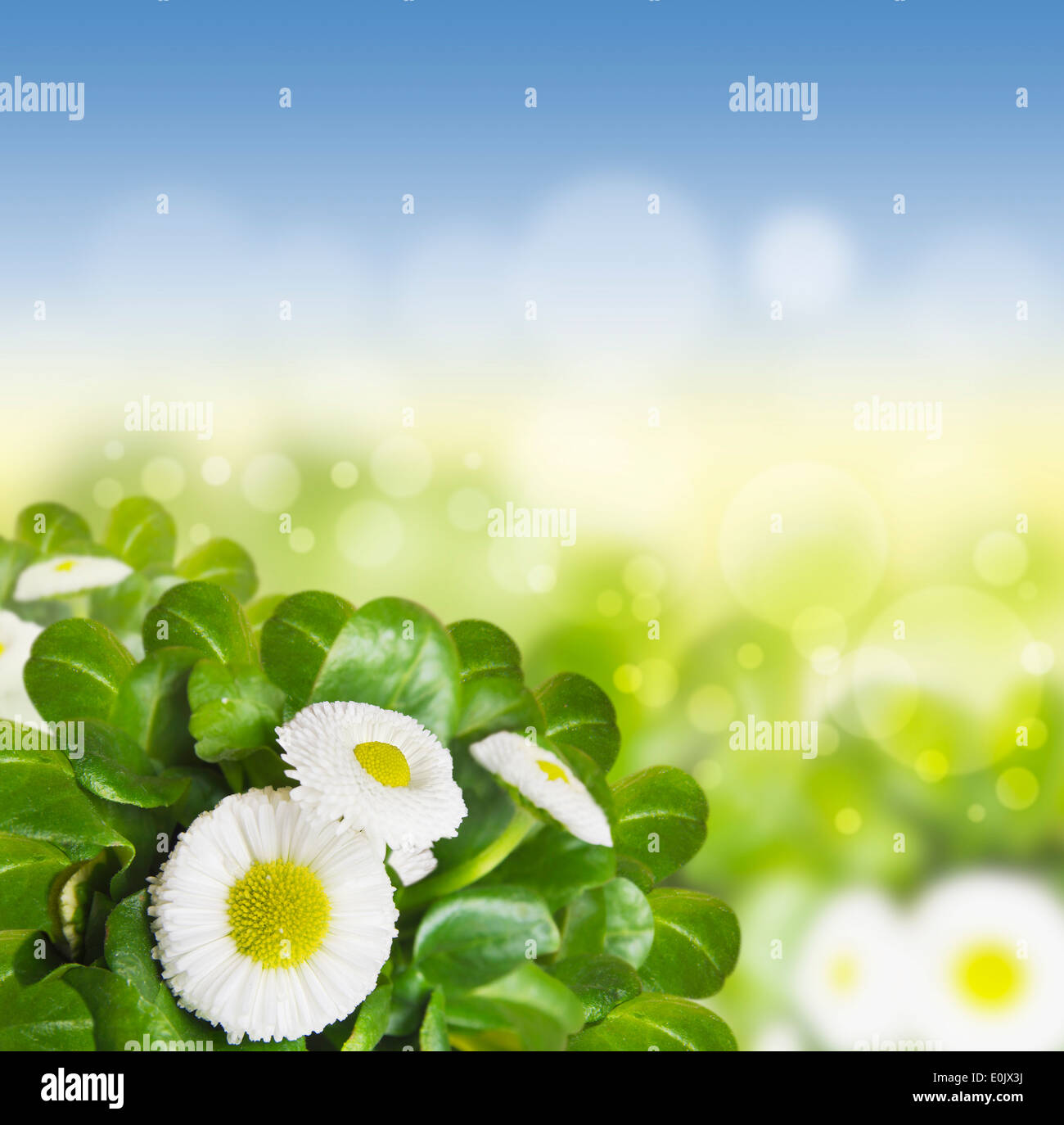 daisy, Bellis perennis in sunlight on sky background Stock Photo
