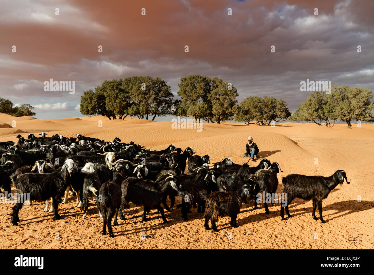 A shepherd and his flock close to the desert Stock Photo