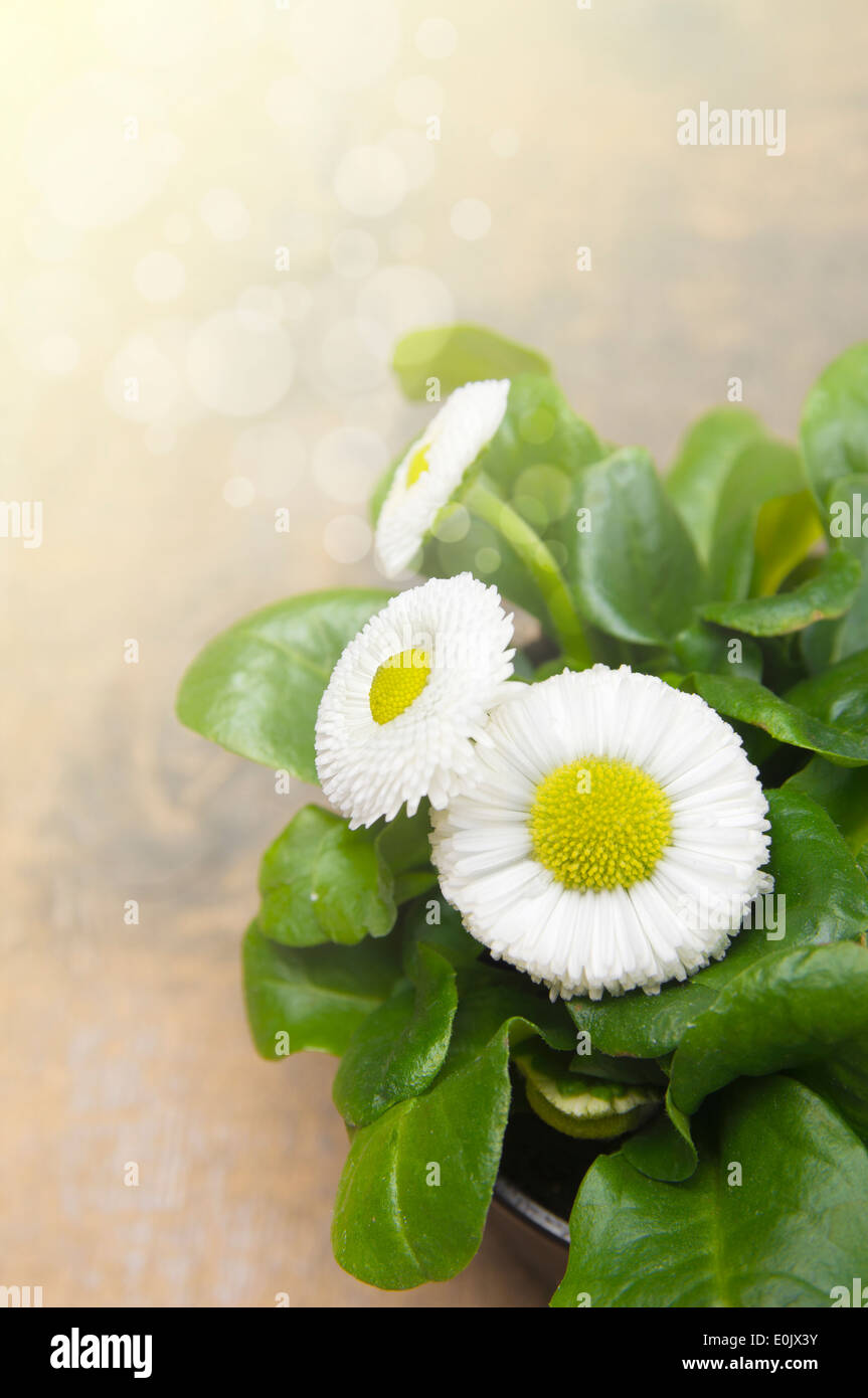 Bellis perennis,daisy in sunlight Stock Photo