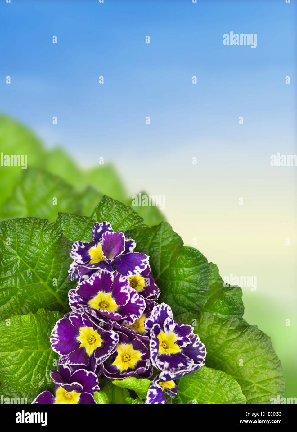 beautiful purple primel flowers border against sky, angle, frame Stock Photo