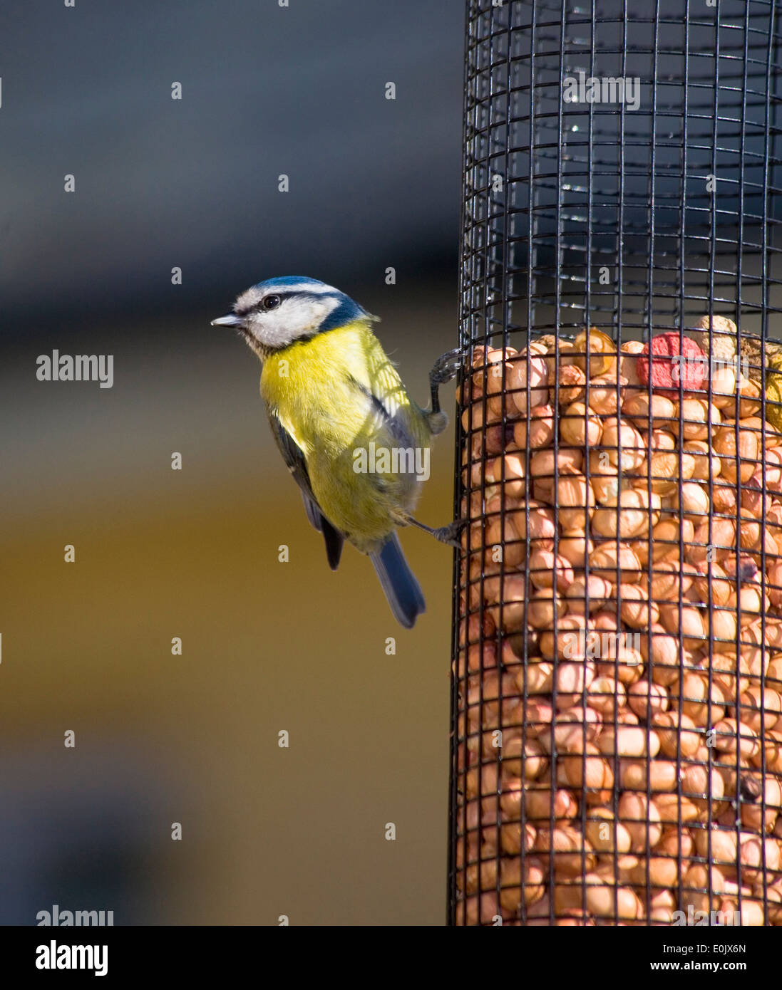 Bluetit on bird feeder Ireland Stock Photo