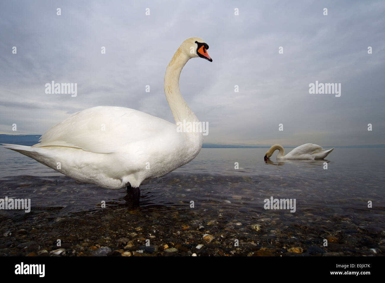 Mute Swan (Cygnus olor) on the shore from Lake Geneva, close up with dark cloudy sky behind. Stock Photo