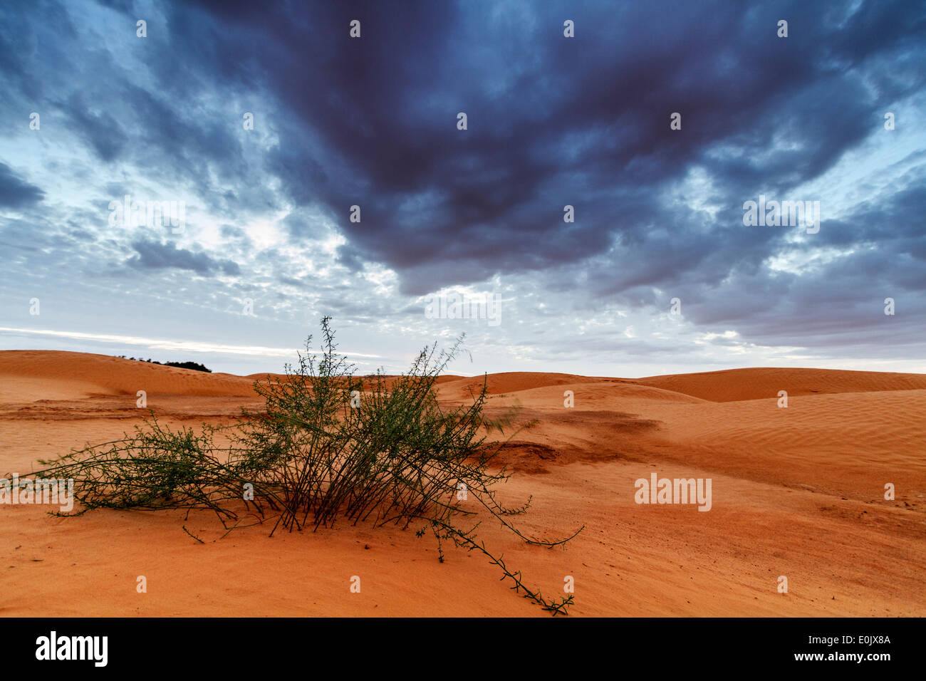 Desert landscape Stock Photo