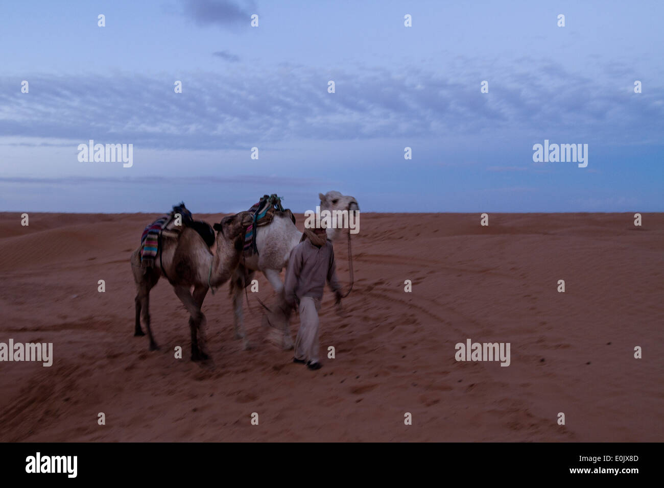 Camel and rider on Dunes in the Sahara desert, near Ksar ghilane. Stock Photo