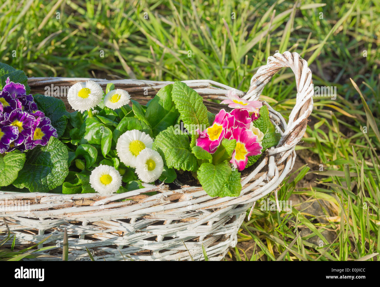 flowers, Primroses, daisies , in white braided basket in grass ,top view Stock Photo
