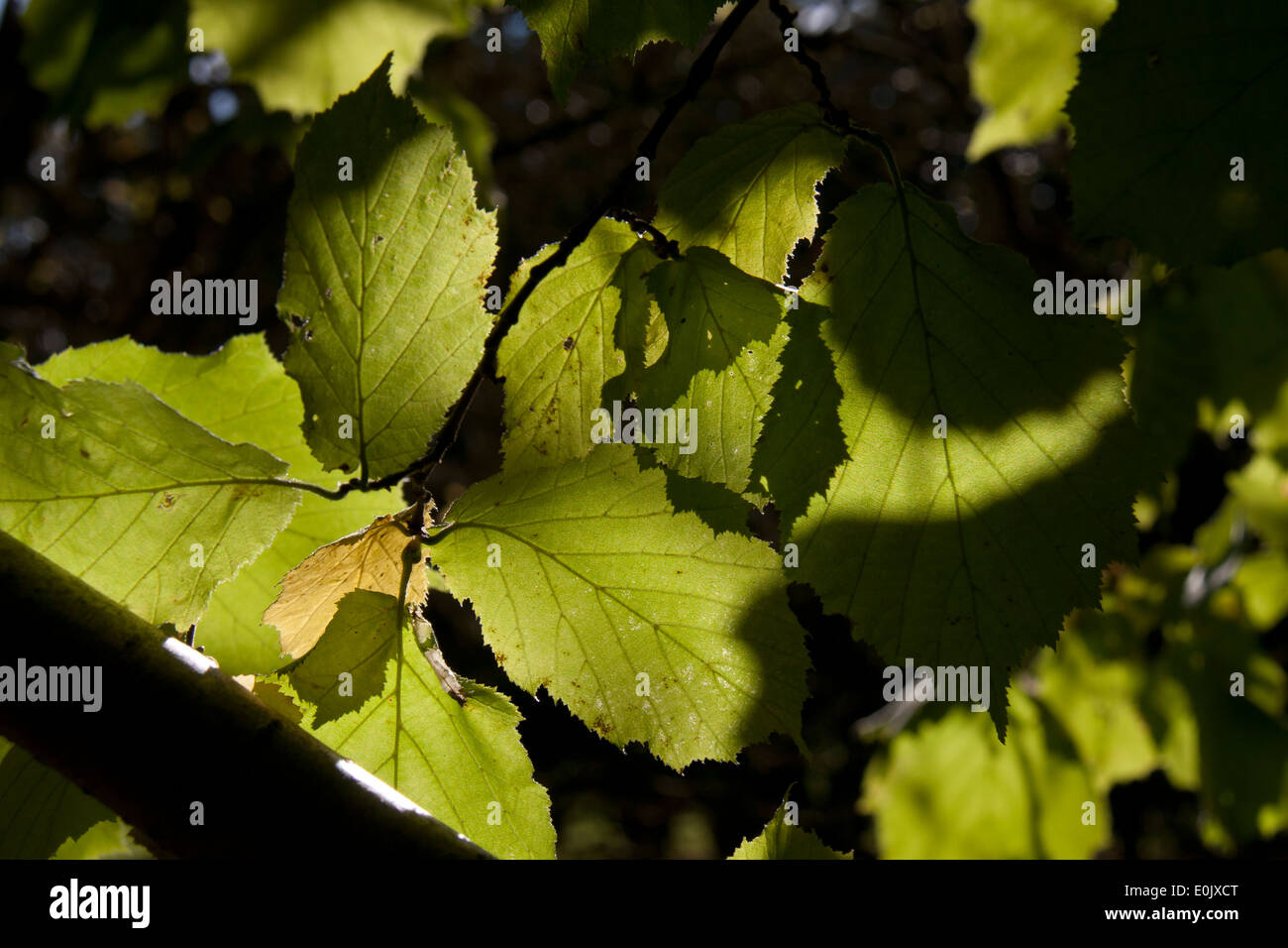 Backlit green leaves on hi-res stock photography and images - Alamy
