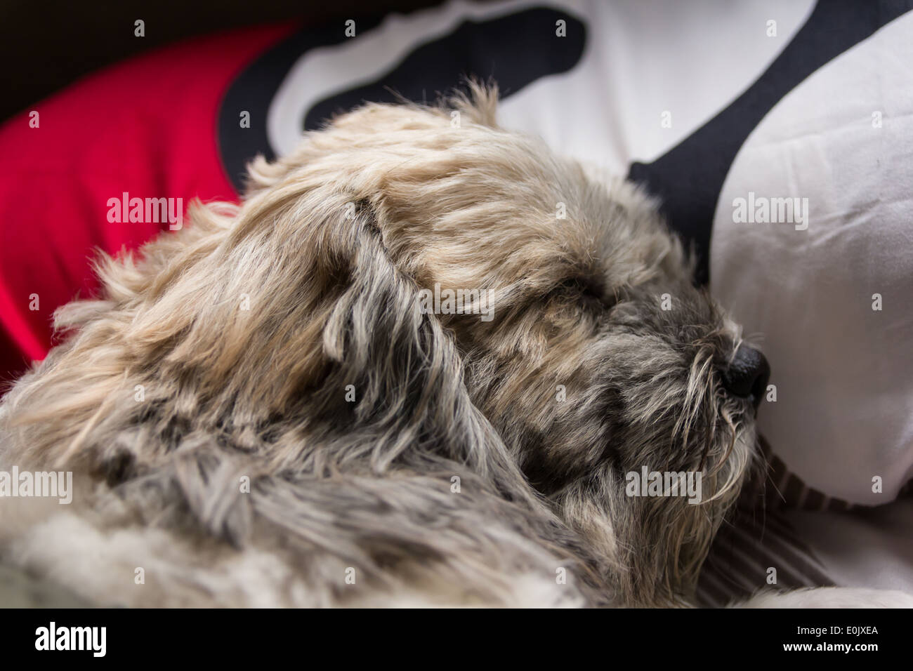 sleep dog with blanket Stock Photo