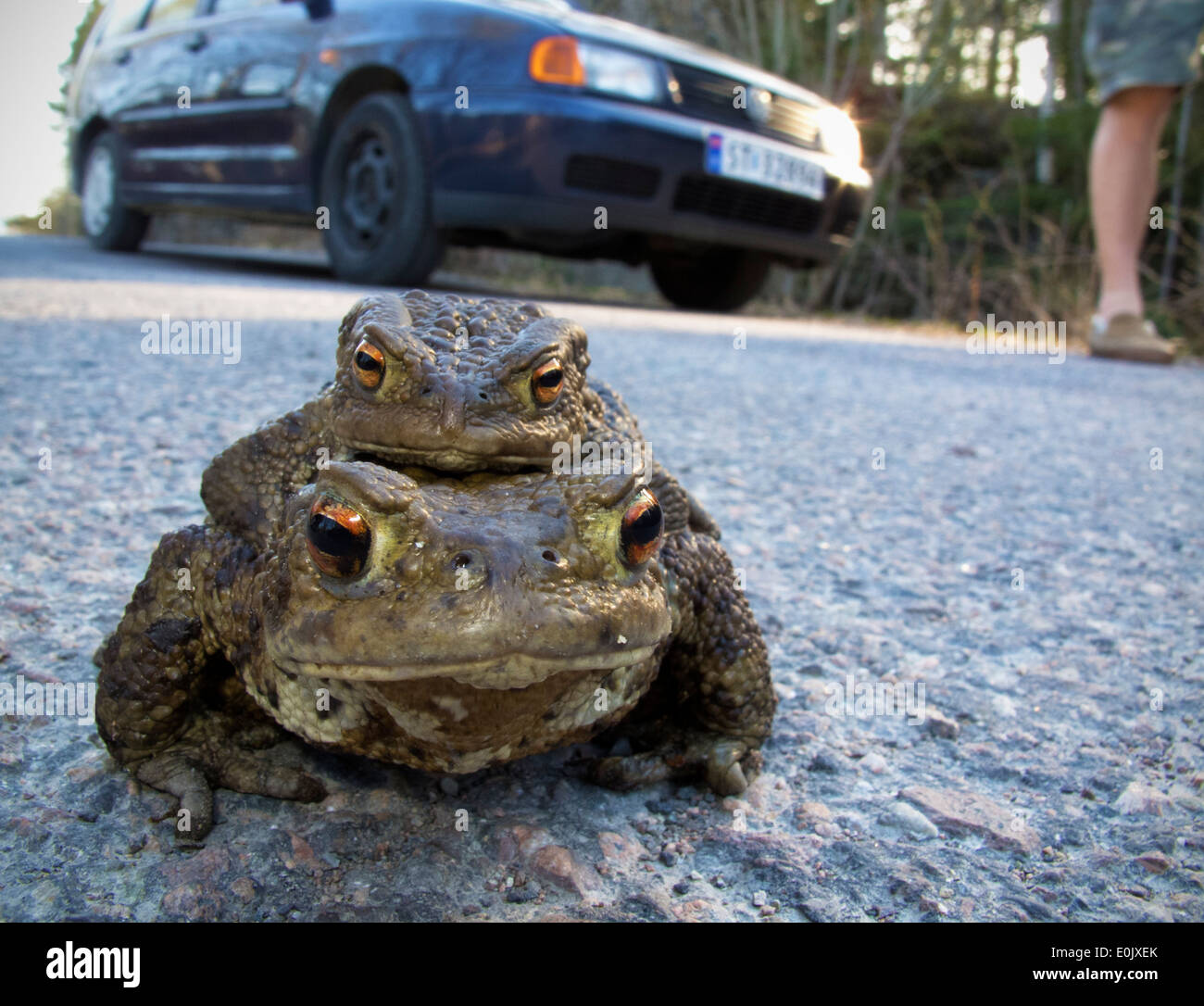 Toads mating on road, Norway, April (Bufo bufo) Stock Photo