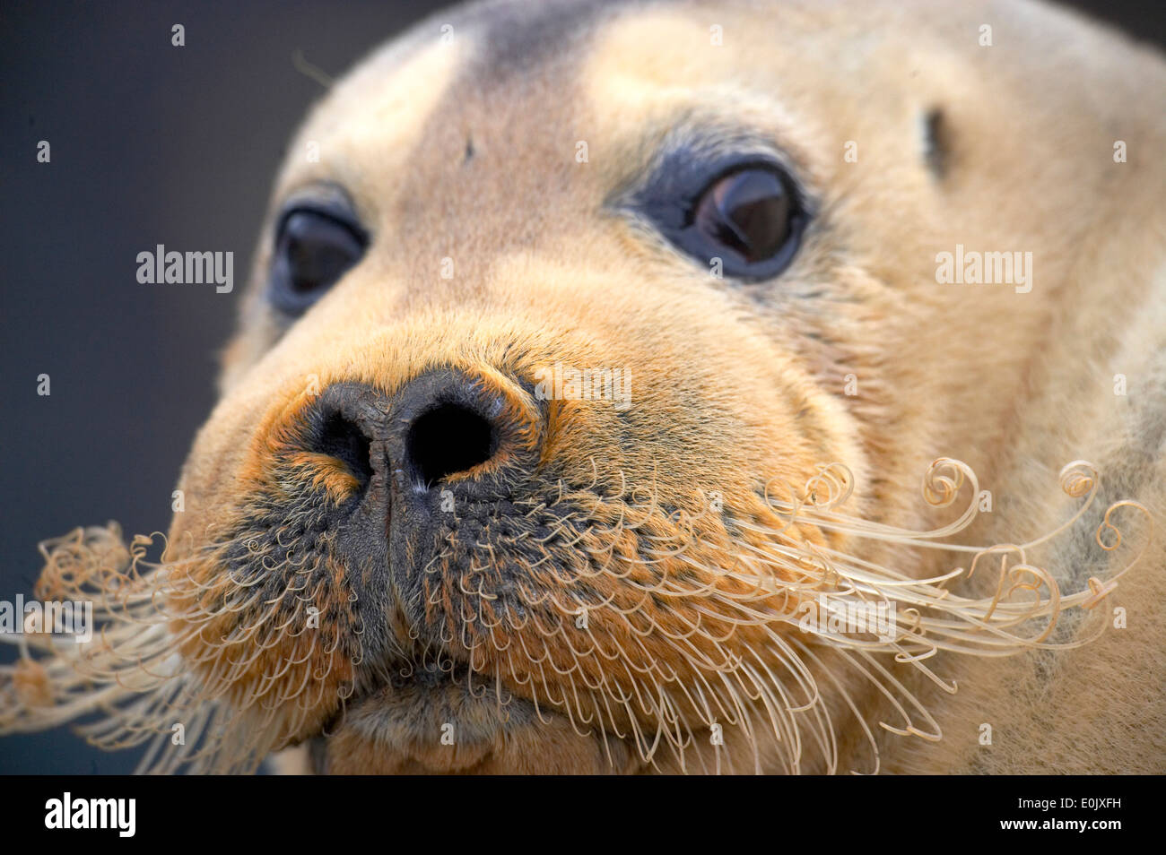 Portrait bearded seal, Svalbard (Erignatus barbatus) Stock Photo