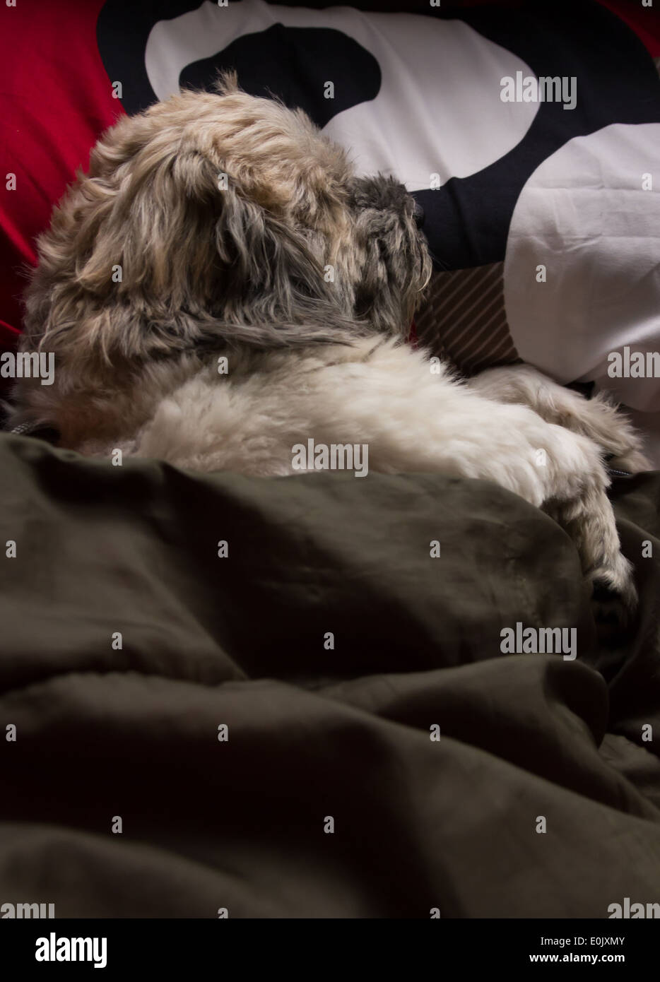 sleep dog with blanket Stock Photo