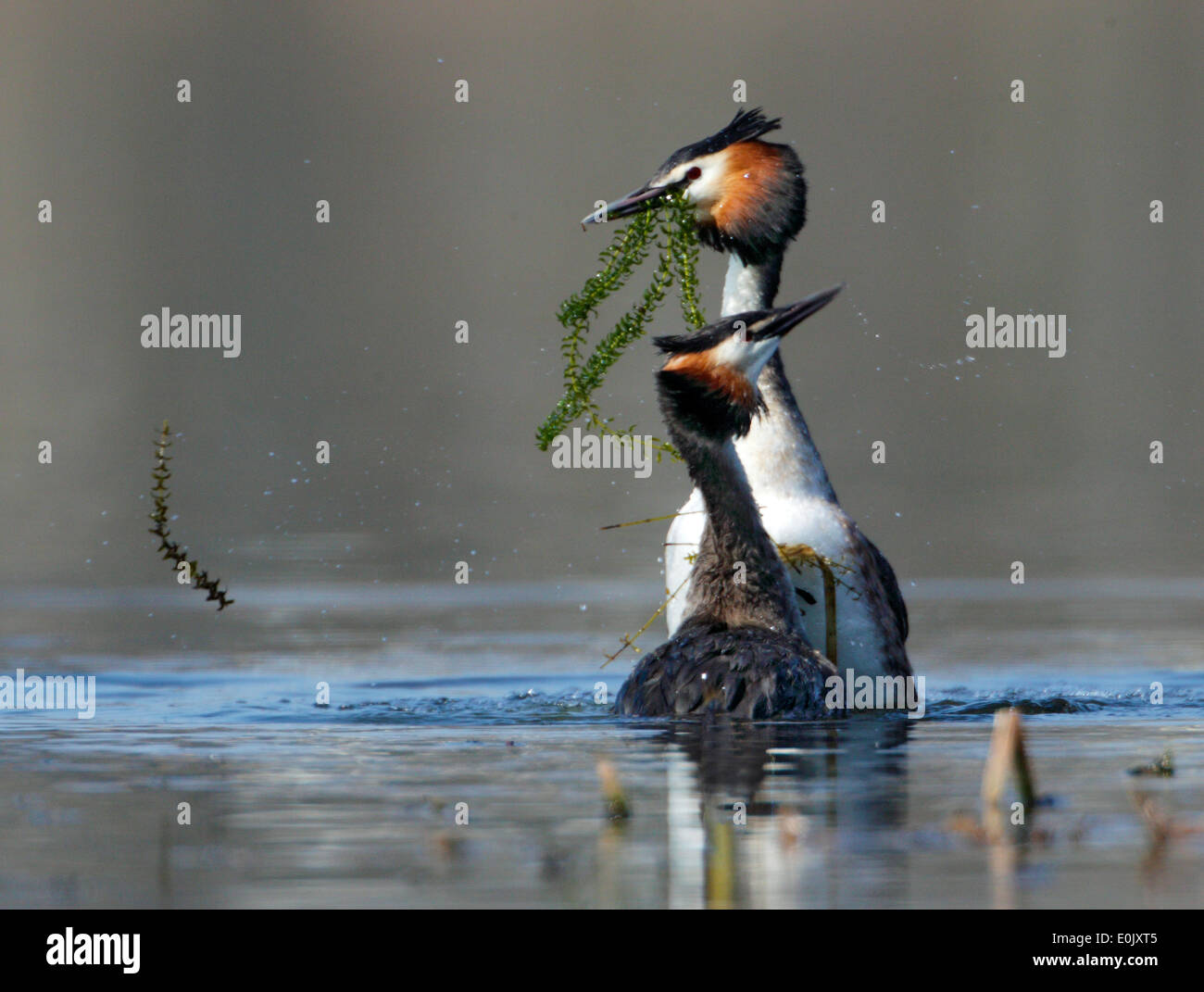 Great crested grebes courtship, Oslo, Norway (Podiceps cristatus) Stock Photo