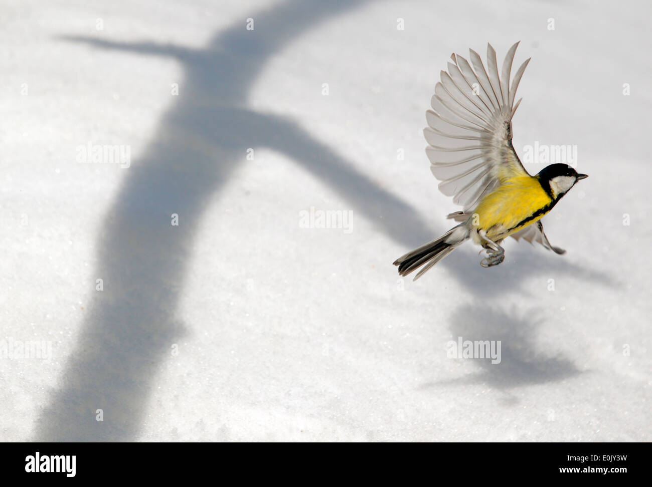 Great tit flying up over snow, and shadow from tree, March, Norway (Parus major) Stock Photo