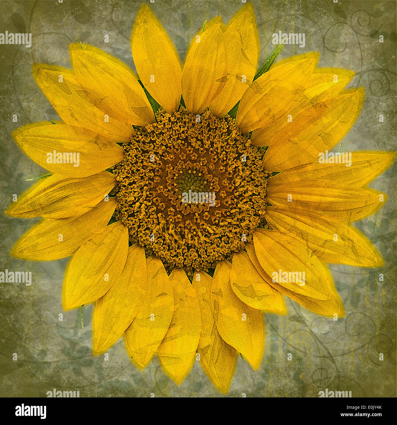 Vintage Sunflower Photo Art Stock Photo Alamy