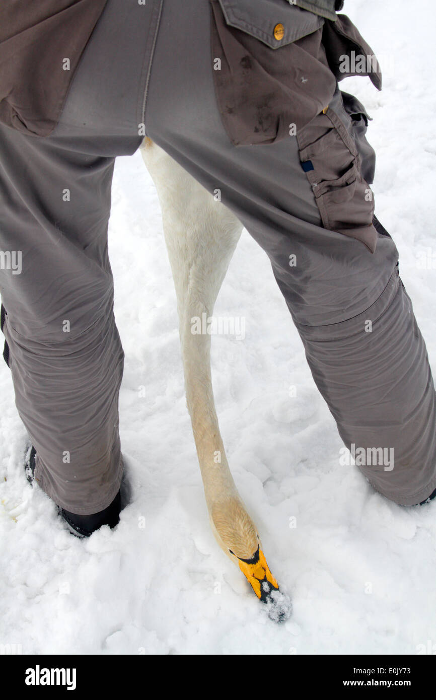Whooper swan being ringed in winter, Akershus, Norway (Cygnus cygnus) Stock Photo