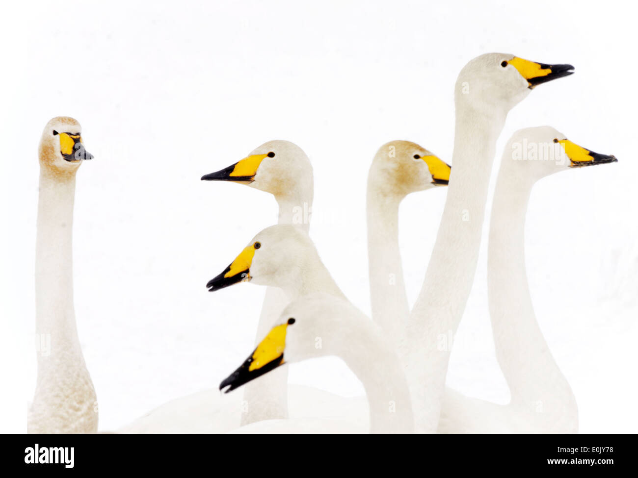 Group of whooper swans, 'one and the others', in snow, March, Tysslingen, Sweden (Cygnus cygnus) Stock Photo