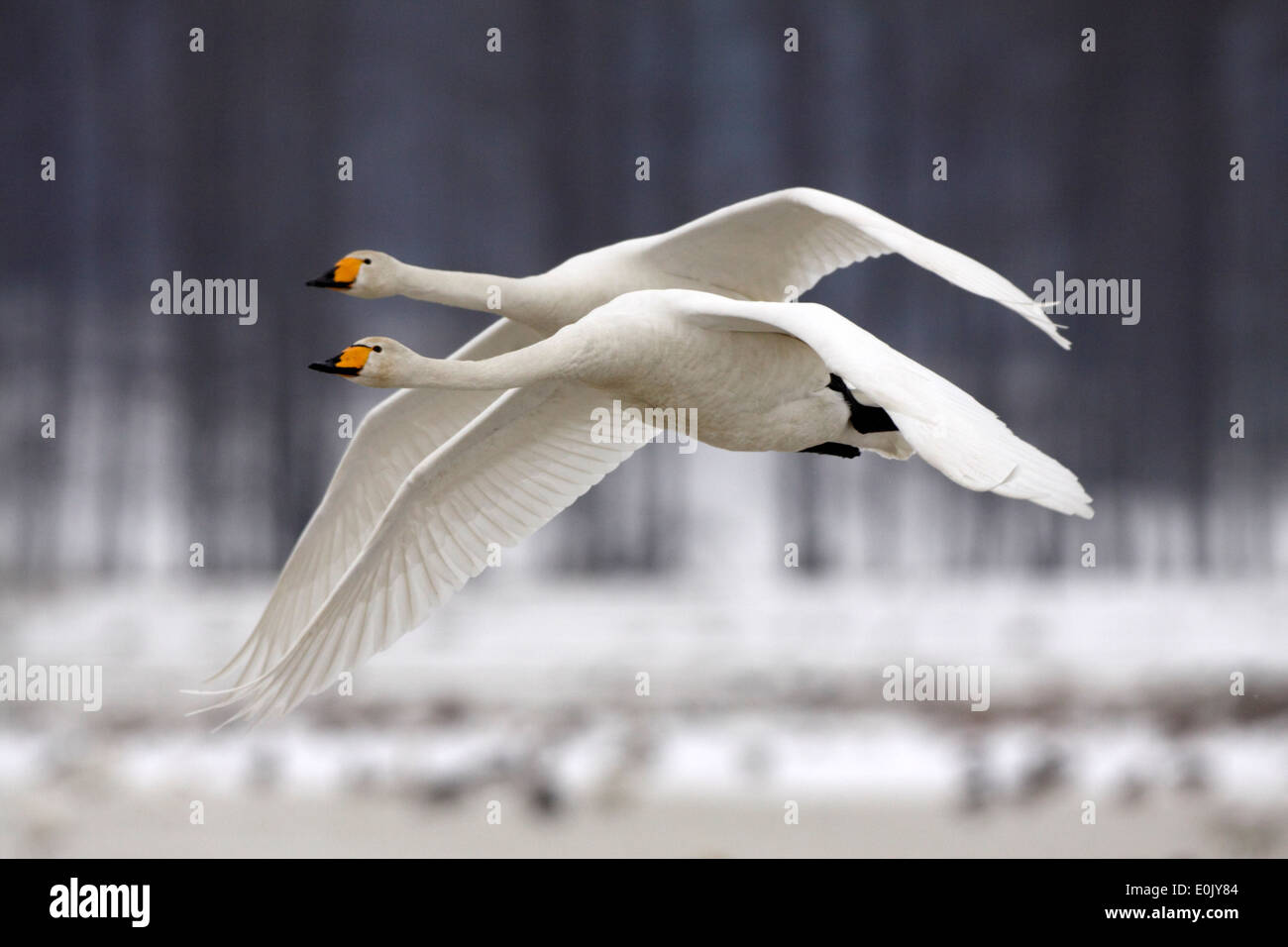Whooper swans in flight, in snow, March, Tysslingen, Sweden (Cygnus cygnus) Stock Photo