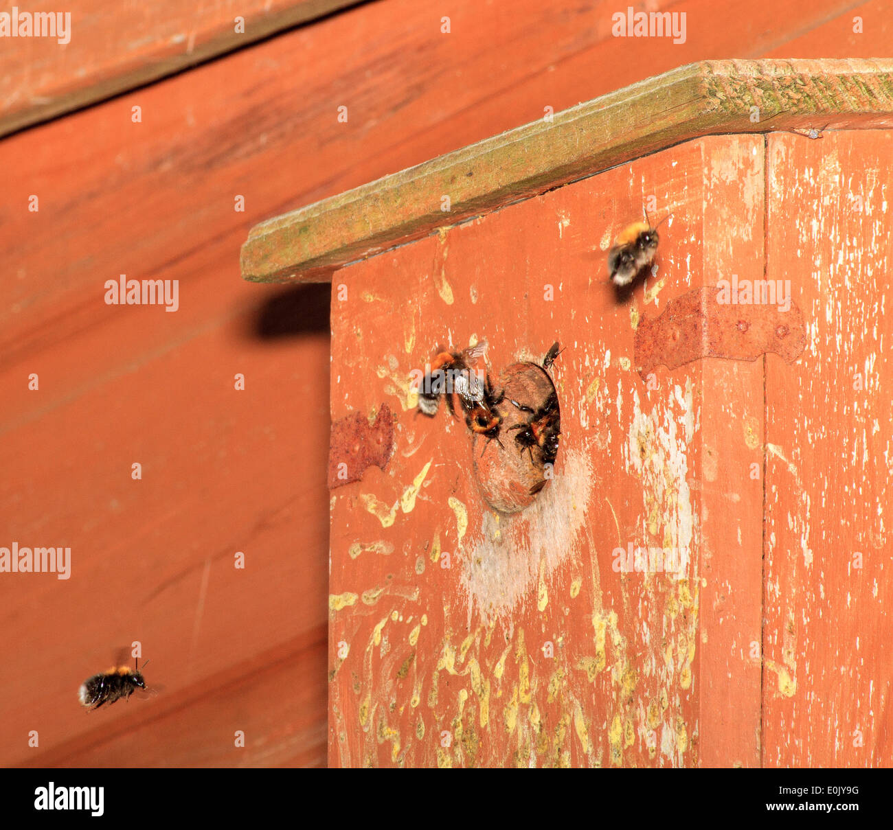 The tree bee. Invasive nonnative species. INNS. Tree bumblebee