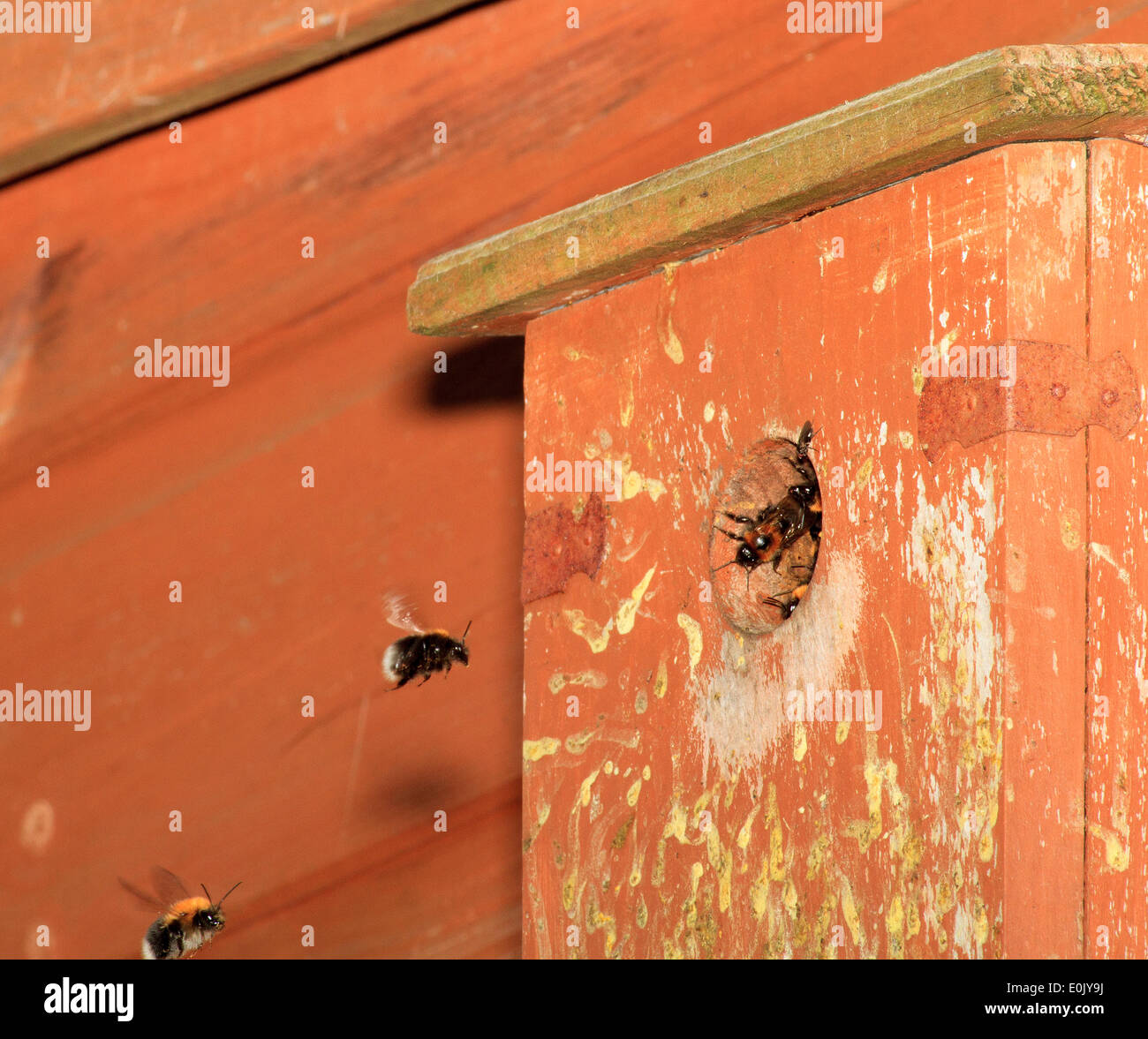 The tree bee. Invasive nonnative species. INNS. Tree bumblebee