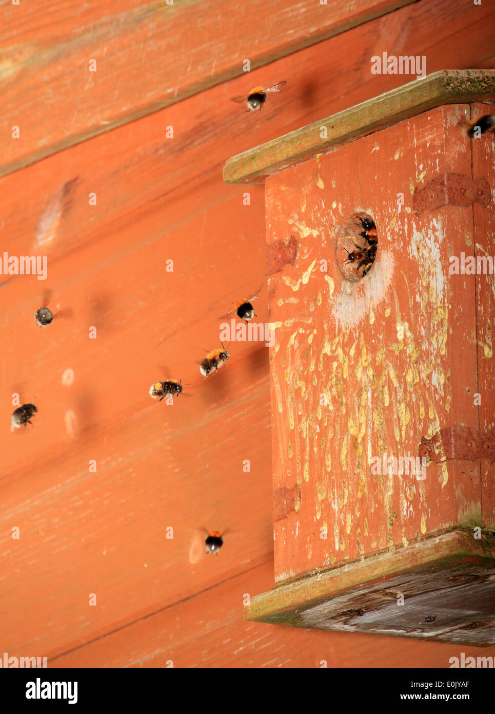 The tree bee. Invasive nonnative species. INNS. Tree bumblebee