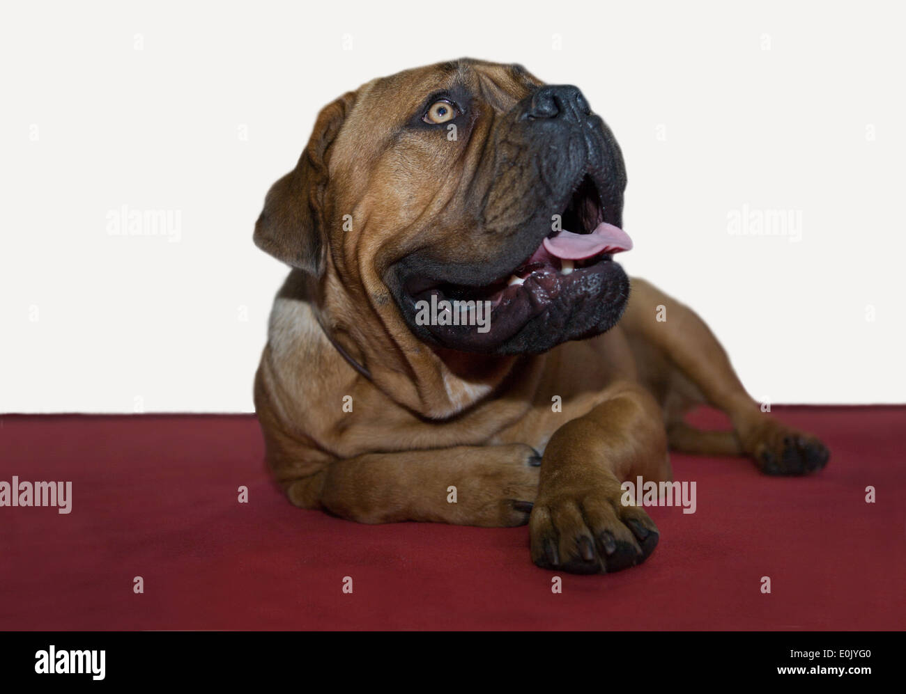 A big beautiful Bullmastiff dog portrait lying on red carpet Stock Photo